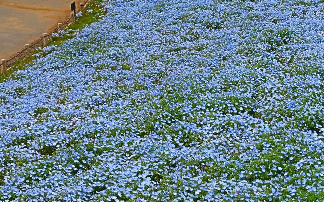 おはようございます😊☀️ 珍しい形の💦ネモフィラ🩵💙見つけ