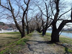 昼食後は、桧内川河原を散策。こちらはソメイヨシノ。
しかしこちらも蕾。残念！