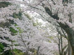 南禅寺から哲学の道へ。
桜が綺麗に咲いていました。