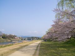 吉田神社から歩いて鴨川沿いに出ると桜が綺麗に咲いていました。