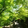 御船山楽園のつつじ～祐徳稲荷神社～呼子～糸島～角島大橋～太宰府天満宮へ