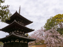 階段を降り、右に折れると国宝の三重塔。こちらにはひと気がありませんね。
まだ桜の花が残っていました。