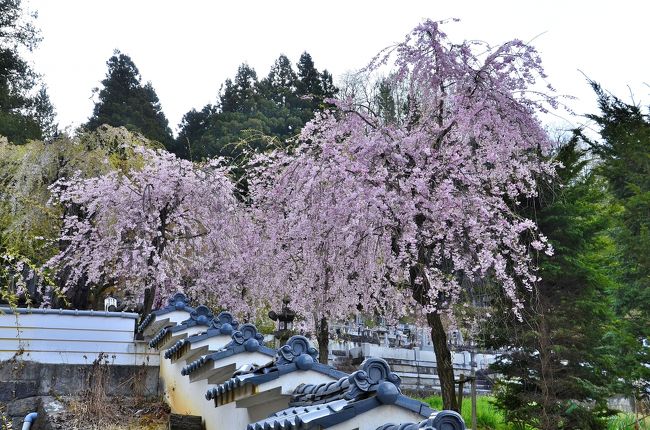 温泉寺 <br />参道脇の枝垂桜と瓦塀とのコラボです。