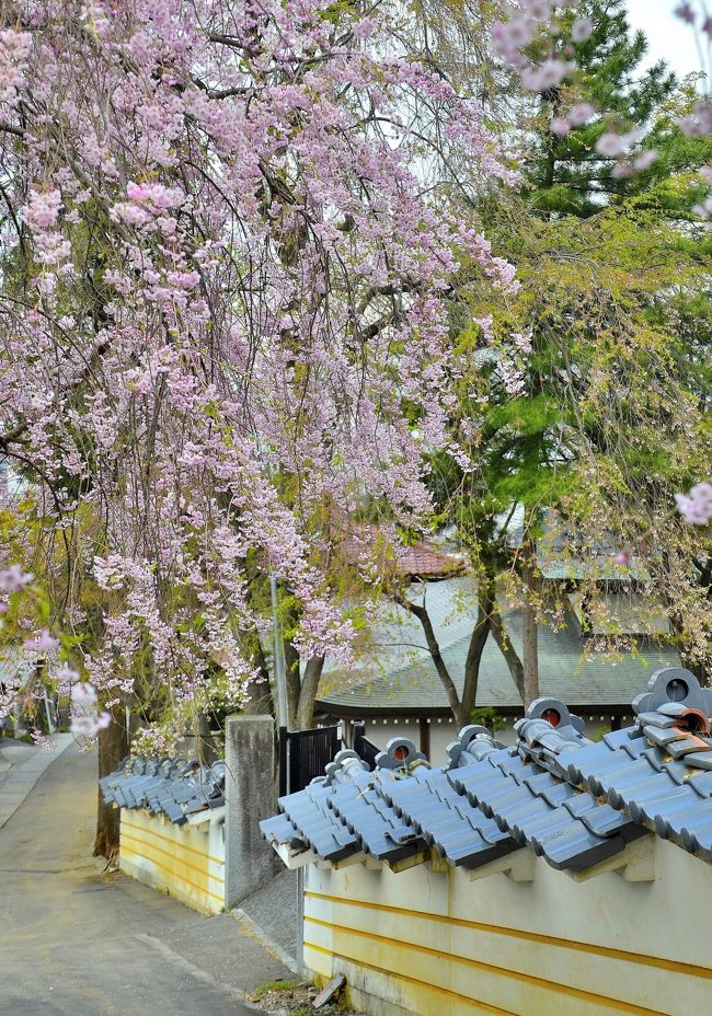 温泉寺 桜大門<br />この瓦塀の途中から多宝塔エリアへ進むことができます。