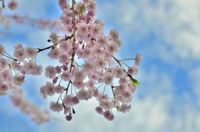 温泉寺 桜大門<br />枝垂桜を仰ぎ見れば、薄桃色の清楚な花弁が透けるかの如くです。<br />