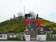 鮫駅から1kmくらいなのであっと間に着きます

天然記念物のうみねこの繁殖地として有名で、
毎年3月中旬頃に南方から数万羽のうみねこが飛来し産卵します
島に黄色い蕪の花も咲き見ごたえがあります
津波により神社が流されてしまったので蕪島神社は今はありません