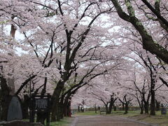 満開の桜のトンネル
