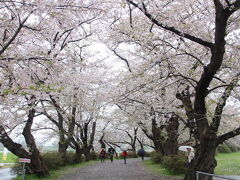 石割桜見学の後は、北上展勝地の桜見学です。