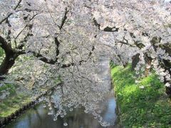 外濠の桜は満開です。