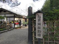 弘前公園内には、弘前城植物園があり、この中にも、たくさんの種類の桜がありました。
