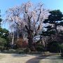 弘前さくらまつり　満開の桜　その2 藤田記念庭園　ついでに古遠部温泉