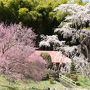 2018-福島の桜めぐり