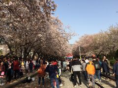 慶和駅
もう廃線になっていますが桜の名所で出店がたくさんありました。
夕食は西面でテジクッパを食べました。