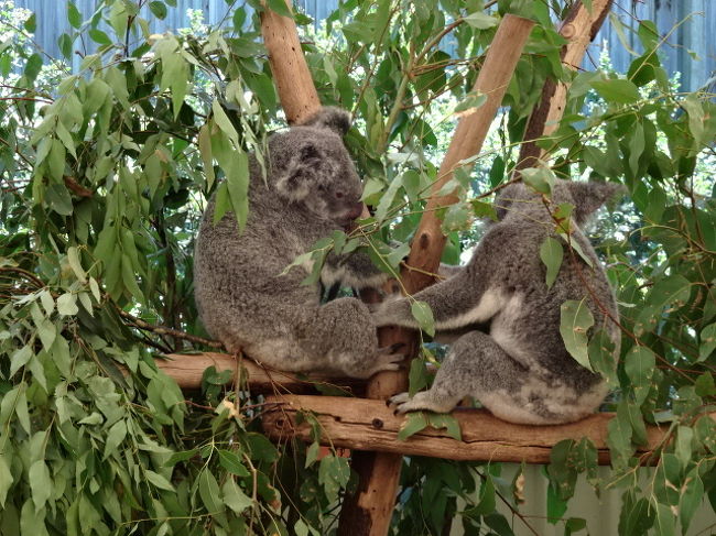 18ゴールドコーストの旅vol 6 ローンパインコアラサンクチュアリーとシティホール ゴールドコースト オーストラリア の旅行記 ブログ By 碧aoiさん フォートラベル 18ゴールドコーストの旅vol 6 ローンパインコアラサンクチュアリーとシティホール ゴールドコースト オーストラリア の旅行記 ブログ By 碧aoiさん フォートラベル