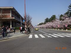 弘前公園の「桜」