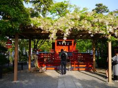 源氏池の島内にあります。
白い藤の花はお疲れ気味...