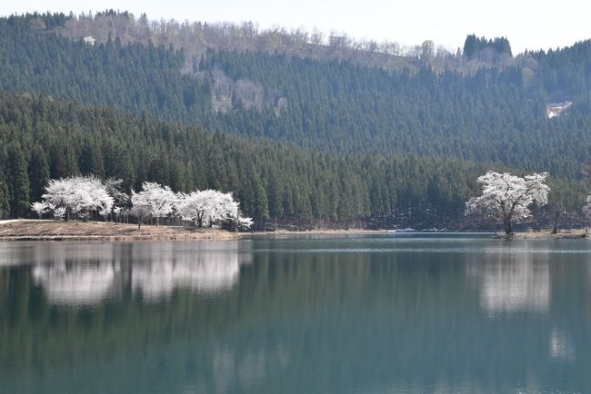 春を迎える雪解けの 中子の桜 18 新潟県津南 十日町 津南 新潟県 の旅行記 ブログ By かっちんさん フォートラベル 春を迎える雪解けの 中子の桜 18 新潟県津南 十日町 津南 新潟県 の旅行記 ブログ By かっちんさん フォートラベル