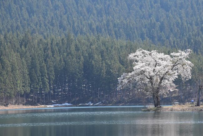 春を迎える雪解けの 中子の桜 18 新潟県津南 十日町 津南 新潟県 の旅行記 ブログ By かっちんさん フォートラベル 春を迎える雪解けの 中子の桜 18 新潟県津南 十日町 津南 新潟県 の旅行記 ブログ By かっちんさん フォートラベル