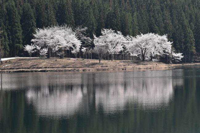 春を迎える雪解けの 中子の桜 18 新潟県津南 十日町 津南 新潟県 の旅行記 ブログ By かっちんさん フォートラベル