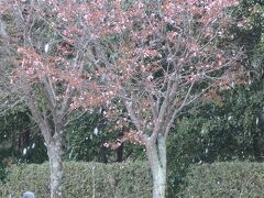 高速道路のSAに寄り道。
ソメイヨシノよりも遅く咲く八重桜が咲き始めていましたが・・・。
白い物が降っている。
これは花びらじゃないよ。

