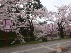 弘前公園の桜。