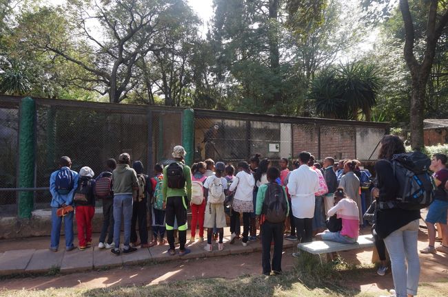 ここから旅行記は、ツアー７日目の４月２６日にスキップします。<br />ムルンダヴァからの飛行機がキャンセルとなり、大幅な予定変更がありました。最終日のこの日は、早朝に宿泊していたアンツィラベのホテルを出発して、９時過ぎにアンタナリィヴに到着します。<br />帰国の便は、１４時３０分、それまでの時間、アンタナリィヴのツィンバザザ動植物公園見学と簡単な市内観光をします。<br />写真は、ツィンバザザ動植物公園の中で、地元の小学生らも入園しています。ここにはマダガスカルにしかいない動植物が見られる・・・らしいと。。。。