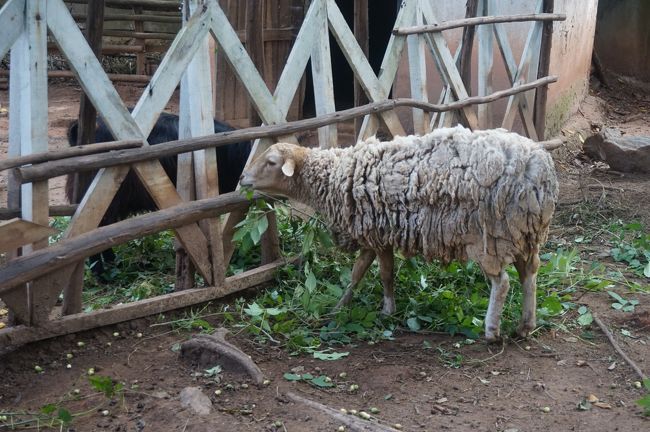 これは羊。どこでも見かけますwww。<br /><br />