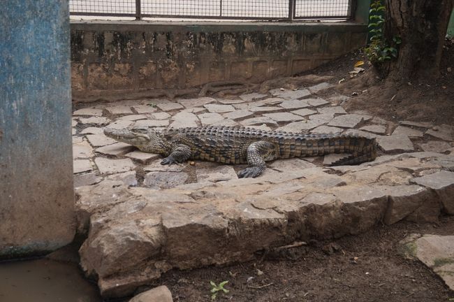 これはワニ。これだってどこでも気軽に見られるワニッ。。。