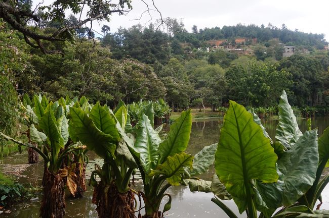 園内に丘や池があって自然に近い状態みたい・・・。<br />これはバナナぽい・・・・