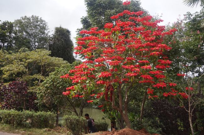 紅葉が始まったかのような木々。