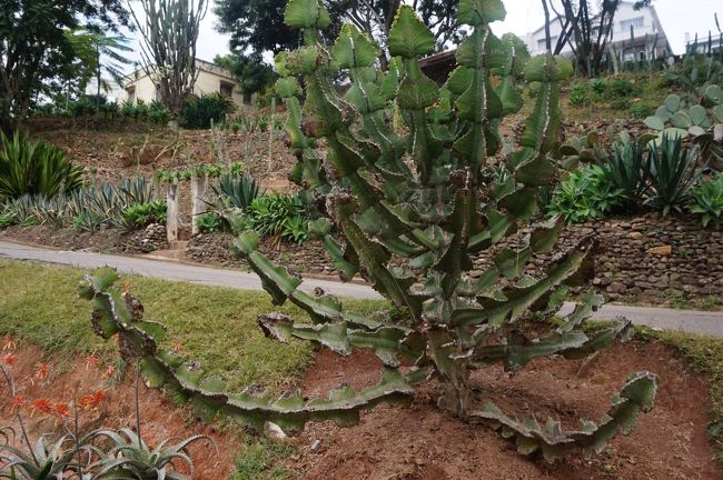 変形サボテン???