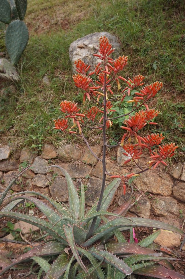アロエの花。