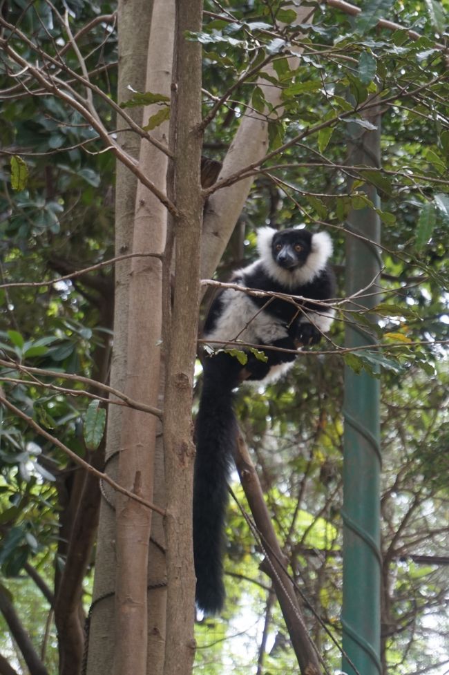 おお～木の上にいるのは、シロクロ・エリマキ・キツネザルではありませんかぁ～。