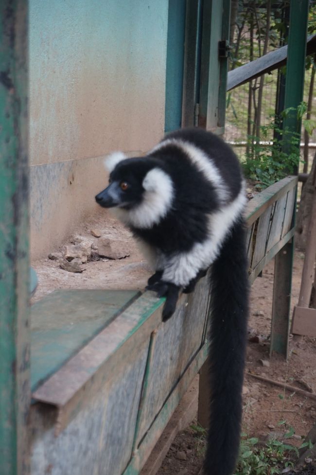 近づいてきましたが尾っぽが長くて結構大きい～胴体５０cm以上はあります。