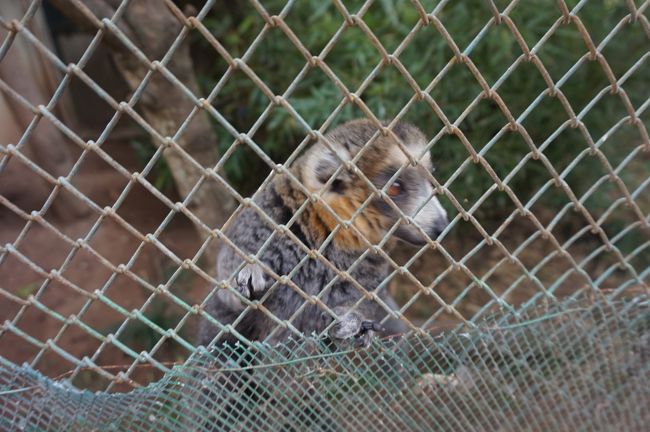 ジェントルキツネザルかな???