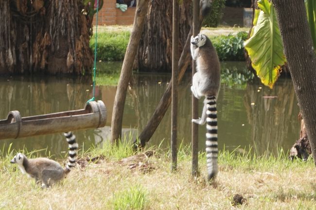 ワオキツネザルです。しっぽが長くて、白と黒の縞々なのが特徴です。