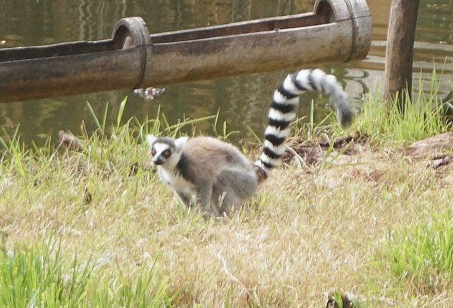 おお～とんだワッ・・・これもワオキツネザル。