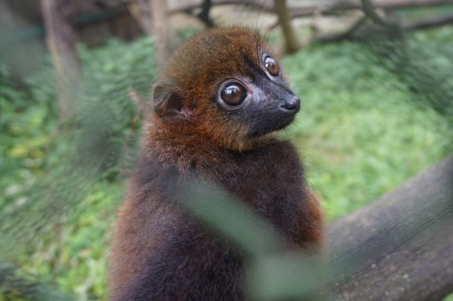 アカビタイチャイロキツネザル。お目目がカワイイ。