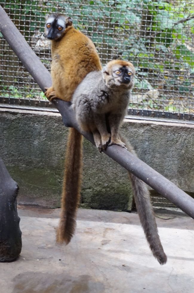 ブラウンレムール。２匹は兄弟かなぁ???。