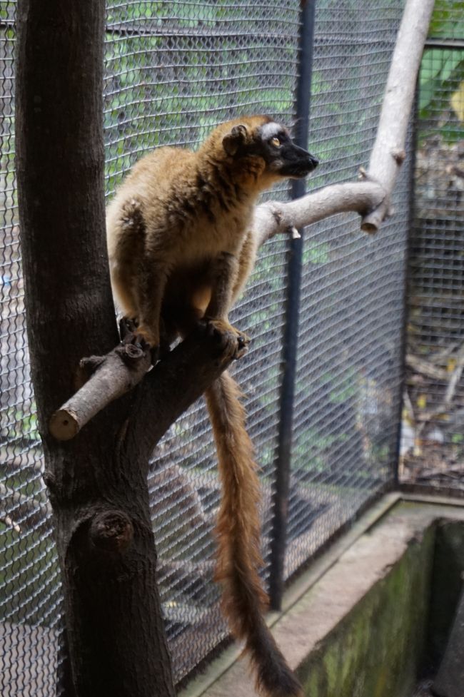 ブラウンレムール。