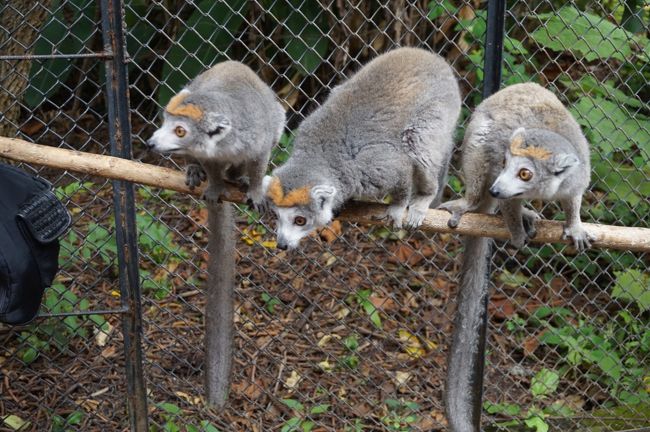 カンムリキツネザル。仲よし３兄弟。