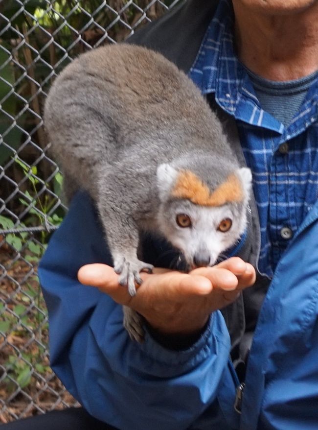 指に蜂蜜を塗り、手を広げれば。。。。ほ～ら。。人懐っこく寄ってきます。<br />可愛いィィ～カンムリキツネザルちゃん。我が家のワンちゃんに似ている～ww。<br /><br />