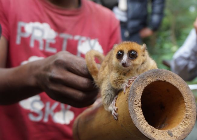 世界最小の霊長類と言われているピグミーコビトキツネザル。竹の筒の中が彼の巣です。