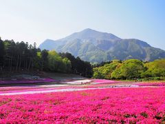 秩父神社から車で30分、芝桜の丘で有名な羊山公園へ。
丁度８：00の開園時間に見れました。

武甲山をバックにパチリ(^_-)-☆
入園料300円・駐車料500円

