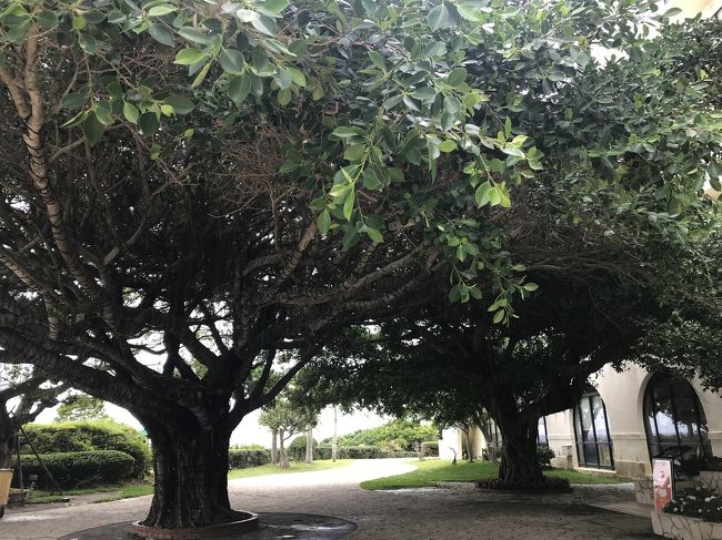 ハワイにもあるような木<br />やぱここは南国なのね。。