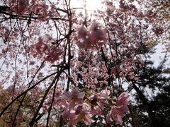 御所の桜
日差しの強い太陽と満開の桜。
今日は、月曜日の為御所内は休館日。
広い広い御所の廻りを散策。