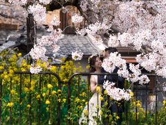 京都桜散策の最初は山科疎水の桜観賞。
菜の花と桜並木を歩いていると、川向で新婚さんの撮影が行われていたので
自分も菜の花と桜そして新婚さんを一枚。