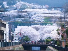 三井寺の桜散策
途中、交通渋滞に会い近くにお寺は見えているのに駐車場の空きがなく駐車場
渋滞。
三井寺には、途中バスを下車して歩いて行く。
渋滞中、車窓より三井寺の桜を撮影。