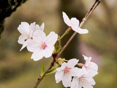 世界遺産「上賀茂神社」
神社内の桜観賞。