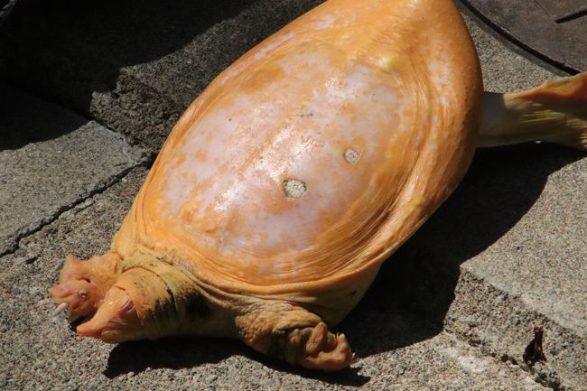 Gw日帰りレッサーパンダ遠征は信州グルメ も味わえた茶臼山動物園 ３ 水浴び砂浴びのアジアゾウのフー子さんからお散歩コーンスネークのまで じっくり見てしまったニホンザルの愛の営み うたた寝したら ちょうど起きていたウォンバットのモモコちゃん 篠ノ井